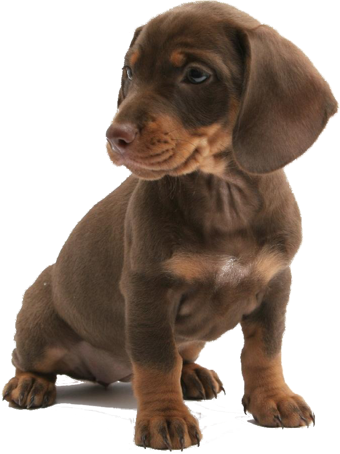 Dogs Are The Universal Unconditional Lover - Pet Sitter Dog Sitter Resume Clipart (800x921), Png Download