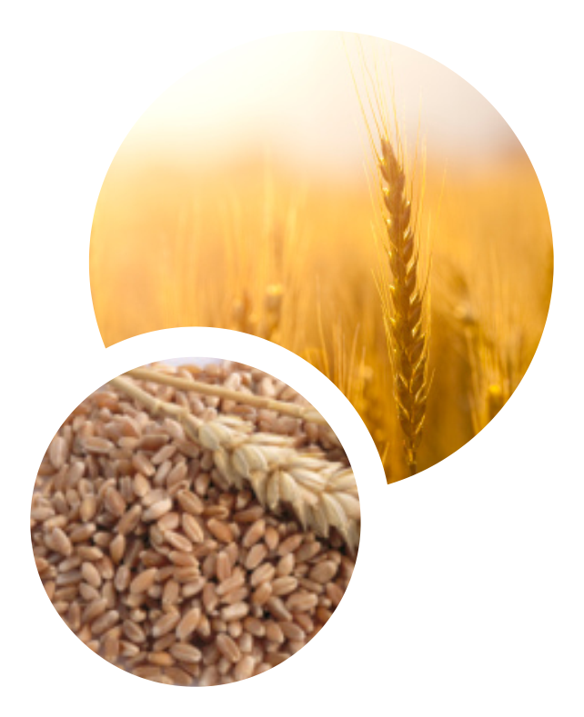 El Trigo Primaveral - Emmer Clipart (642x789), Png Download