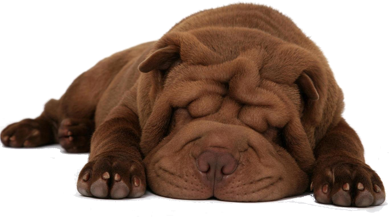 Descanso - Dog Hd White Background Clipart (1366x768), Png Download