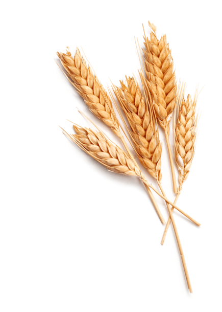 Llena De Tradición - Beer Malt Png Clipart (715x715), Png Download