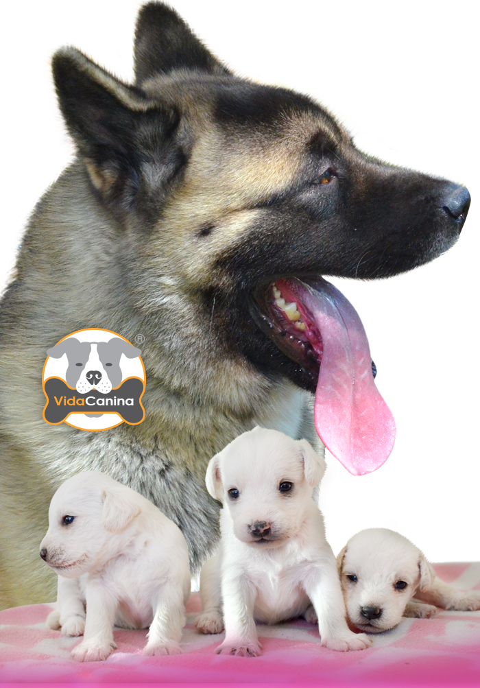 Perros Vida Canina - East-european Shepherd Clipart (700x1003), Png Download