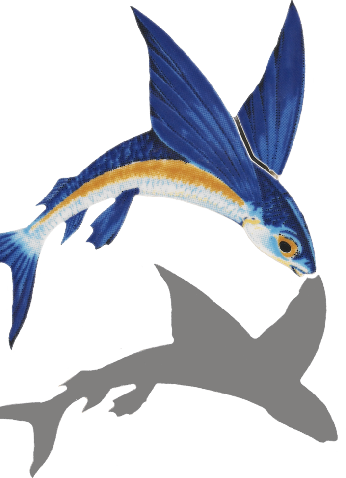Little Tile Inc - Flying Fish No Background Clipart (705x973), Png Download