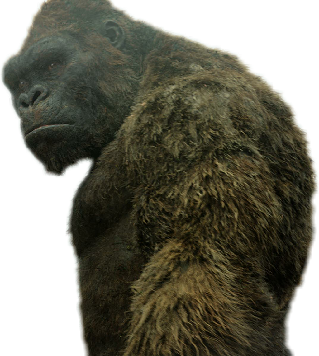 #king Kong - Godzilla King Kong Clipart (1024x1144), Png Download