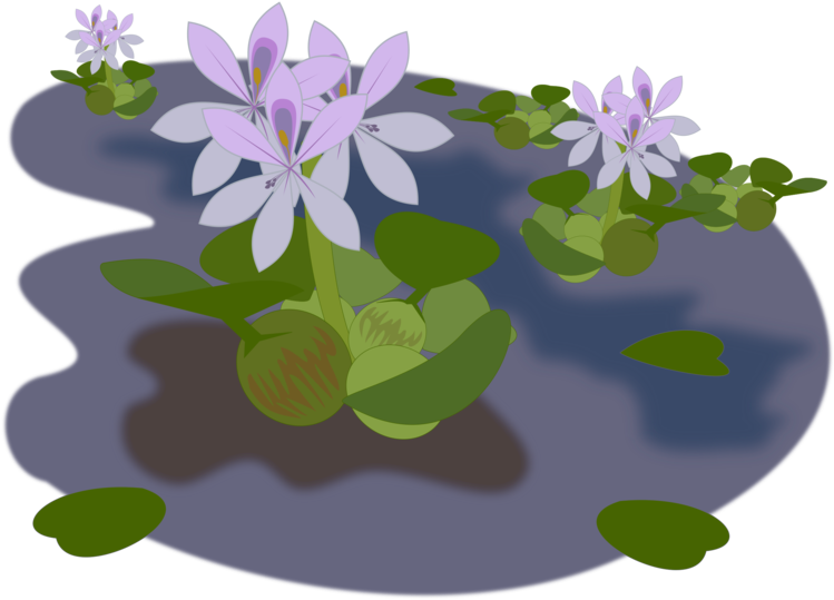 Common Water Hyacinth Aquatic Plants Water Lilies Pond - Water Hyacinth Images Clipart - Png Download (750x750), Png Download