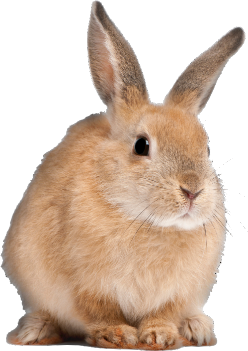 Bacongamejam 05 » Surreal Warp Nightmare « Bacongamejam - Long Do Rabbits Live Clipart (493x699), Png Download