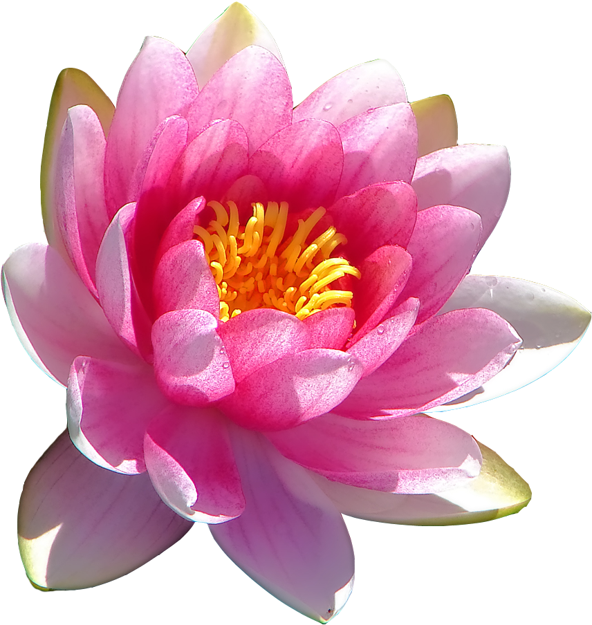 Water Lily Transparent Transparent Background - Scientific Name Of Lotus Flower Clipart (1134x991), Png Download