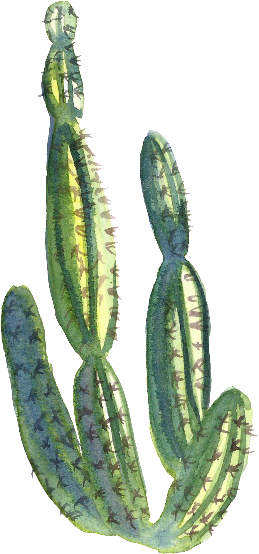 Collection Of Free Cactus Transparent Water Paint Download - Weberocereus Clipart (882x1880), Png Download