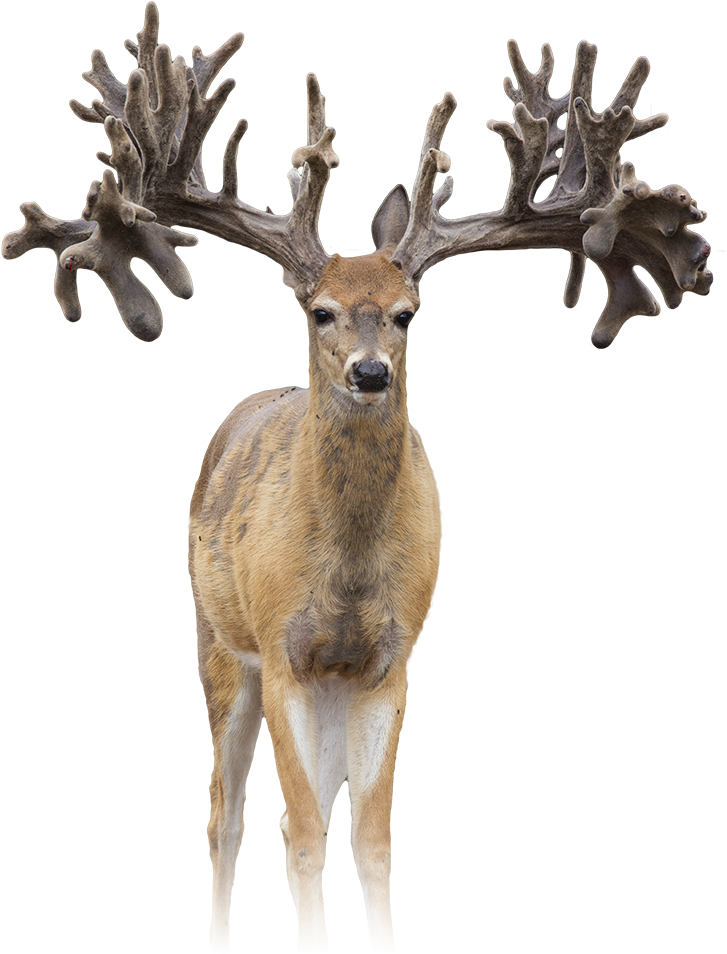 Antler Clipart (800x1000), Png Download