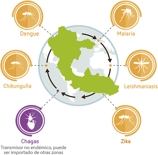 Porque La Transmisión Primaria De Estas Arbovirosis - Circle Clipart (600x564), Png Download