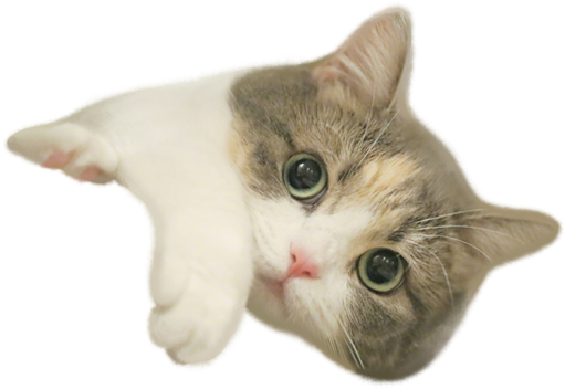 Cat Sticker - Domestic Short-haired Cat Clipart (511x352), Png Download