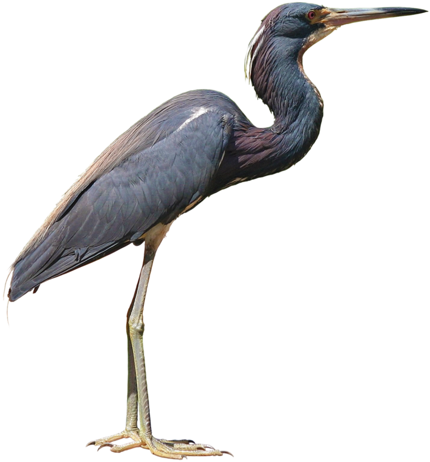 Download Heron Png Photo - Heron Png Clipart (862x927), Png Download