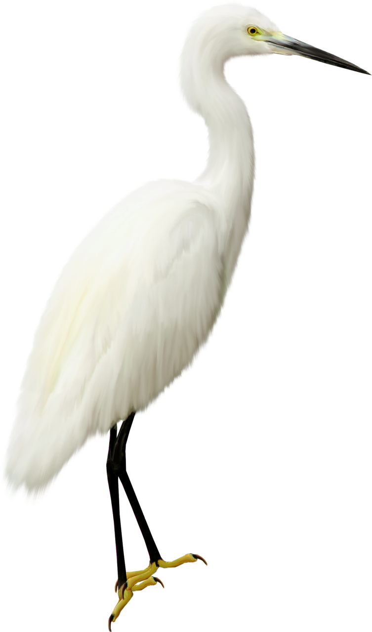 Download Heron Transparent Png - Heron Png Clipart (753x1280), Png Download