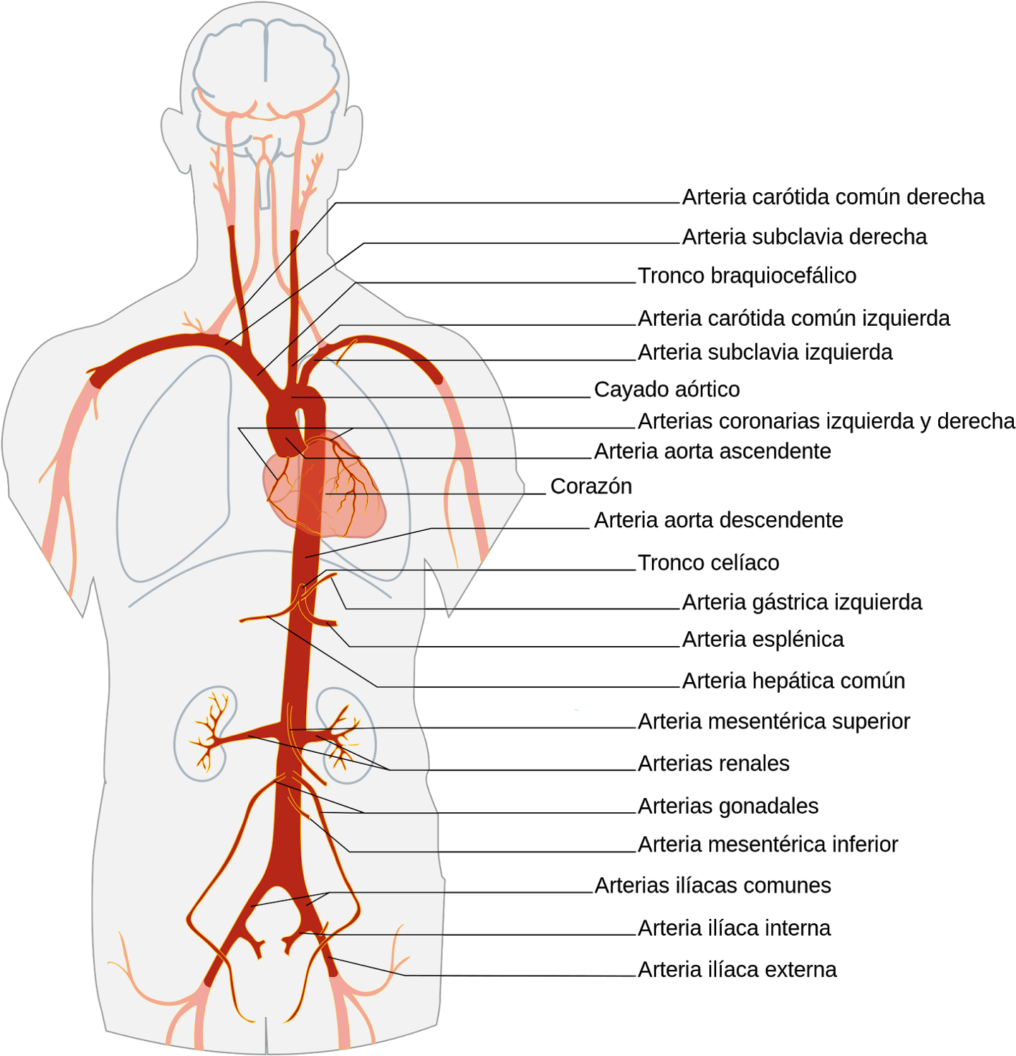 En Caso De Darse Un Corte En La Arteria Aorta, El Cálculo - Arterial System Clipart (1548x1600), Png Download