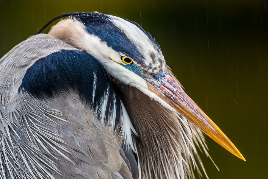 The Shop - Great Blue Heron Clipart (1000x1000), Png Download