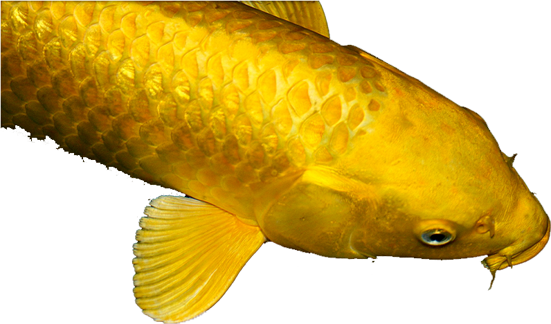 The Golden Carp - Carp Golden Png Clipart (796x468), Png Download