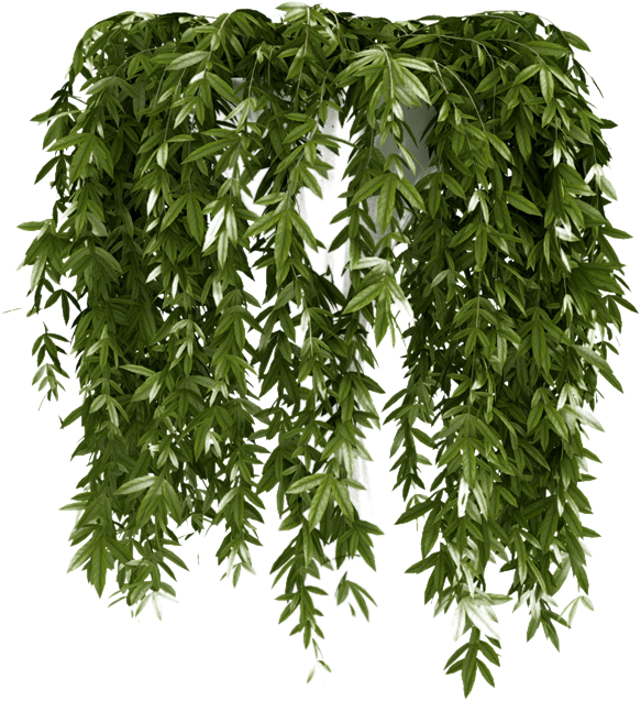 - Follaje,nature - Climbing Plant Clipart (583x637), Png Download