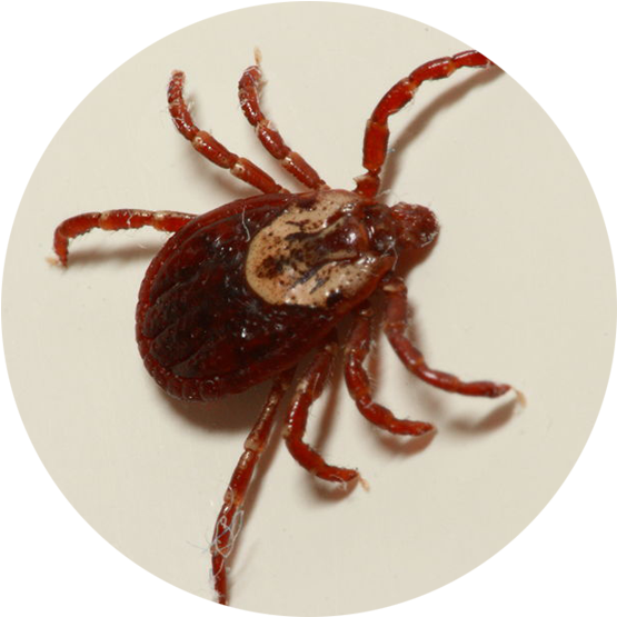 Ticks Vary In Color By Species - American Dog Tick Clipart (560x580), Png Download