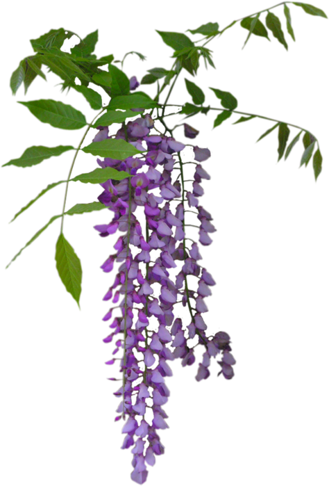 Tubes Fleurs - Wisteria Plant Png Clipart (474x699), Png Download