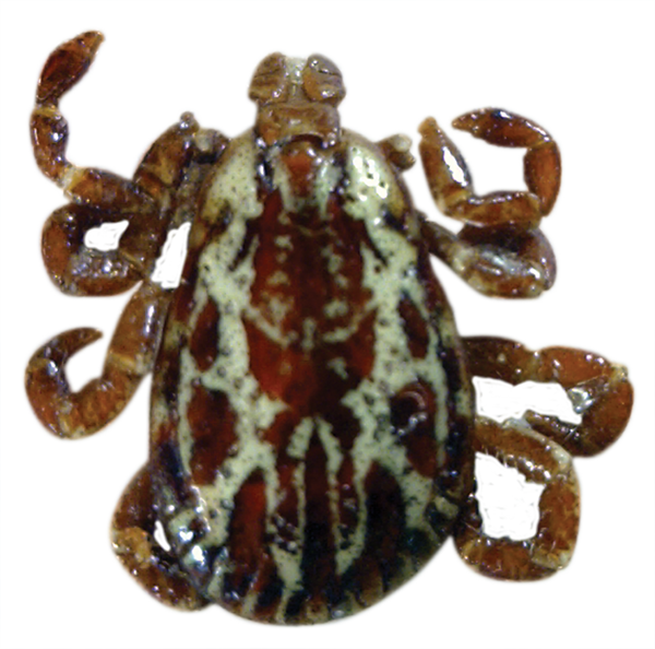 Deer Ticks In Ontario Clipart (600x594), Png Download