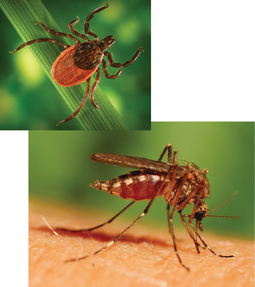 Pregnant Women Mosquito Clipart (894x1005), Png Download