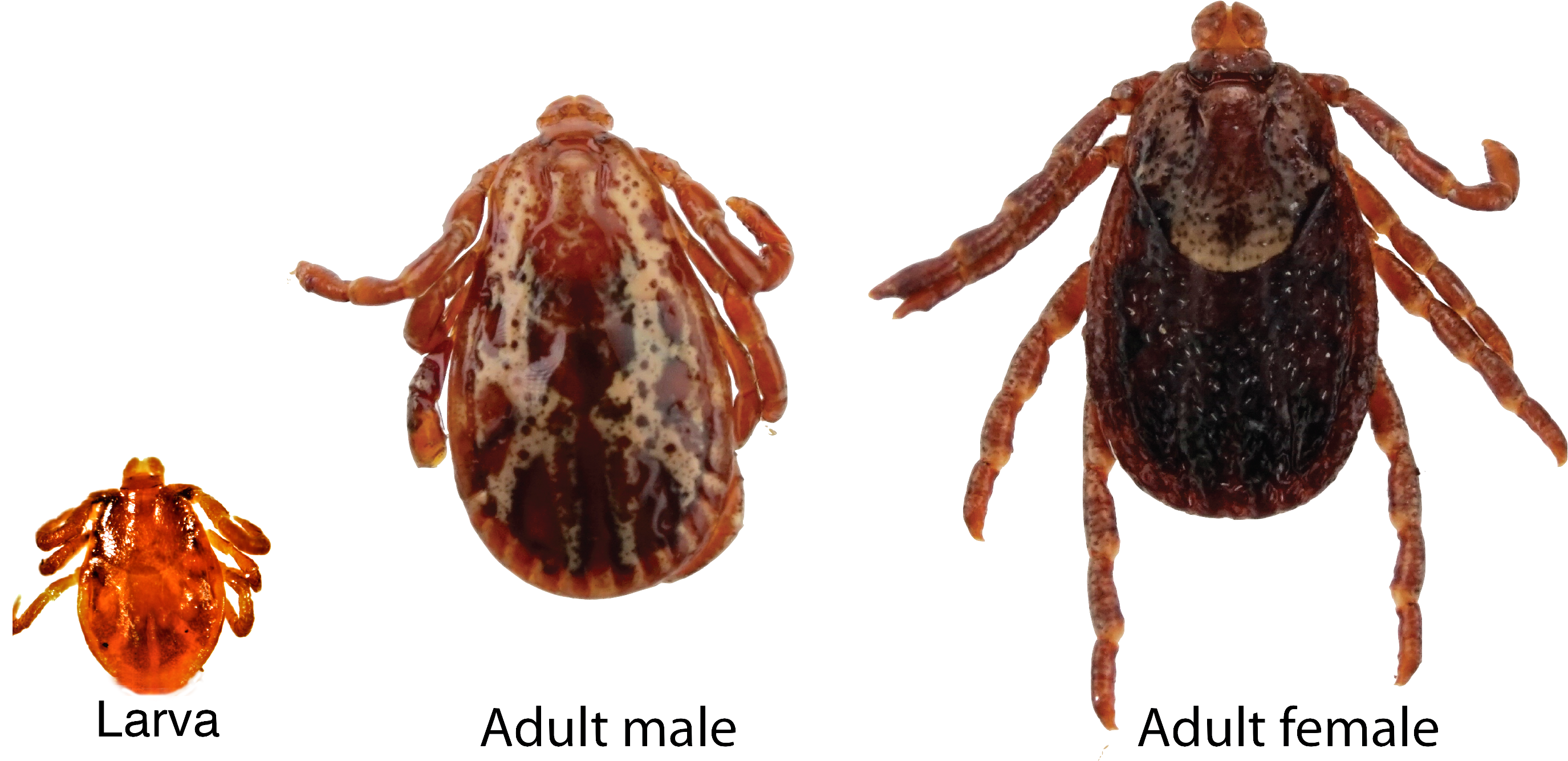 Tick Clipart (2848x1377), Png Download