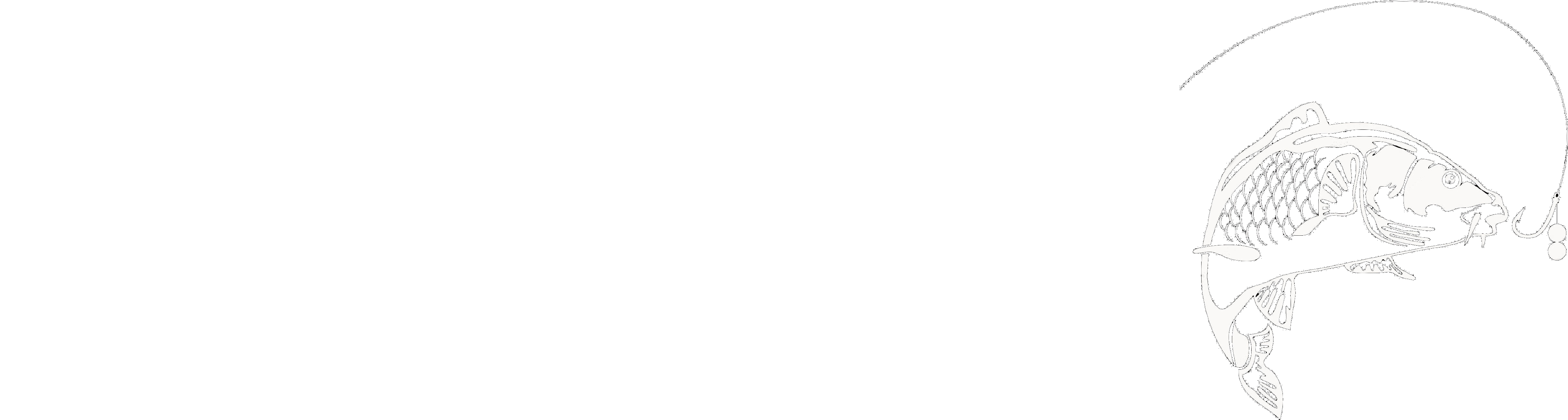 Northern Ireland Carp Anglers Society - Graphic Design Clipart (5000x1400), Png Download