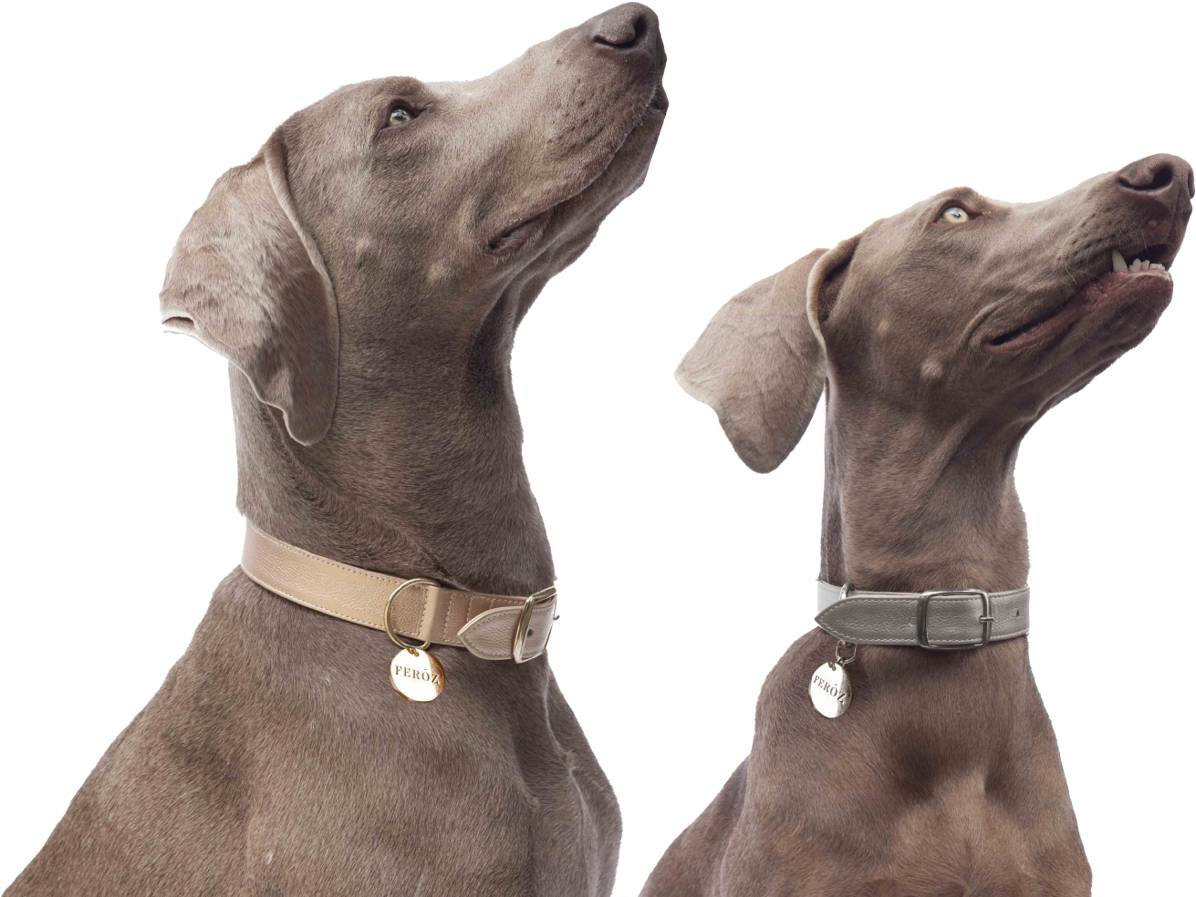 Leather Mania Line - Weimaraner Clipart (1386x996), Png Download