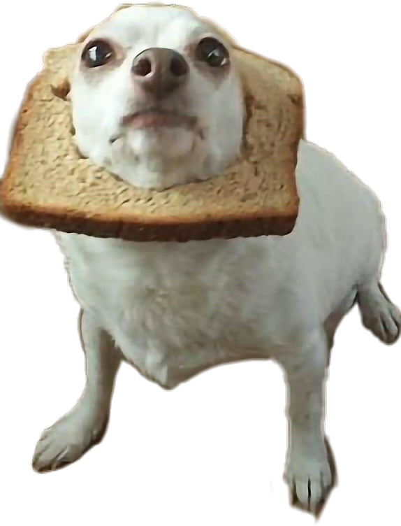 #dog #perritos #pan #bread #perros🐶 @bren7u7 - Awkward Dog Clipart (574x752), Png Download