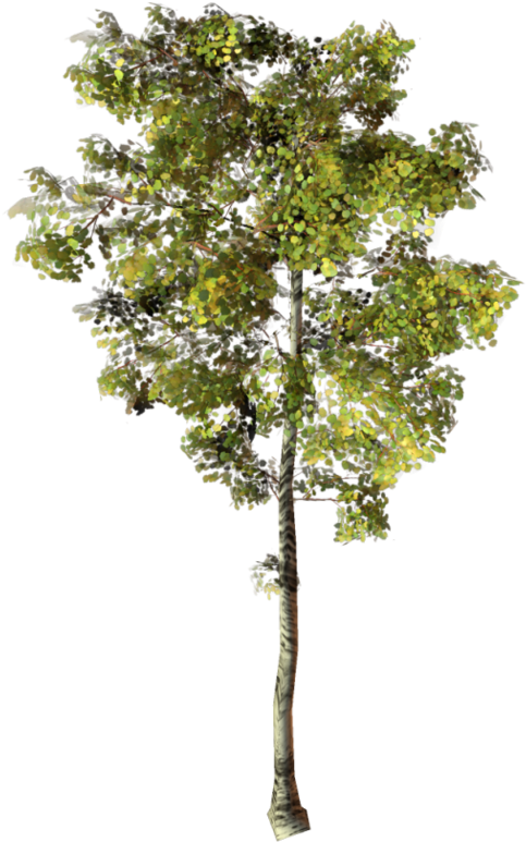 Arbre Png Clipart (524x800), Png Download