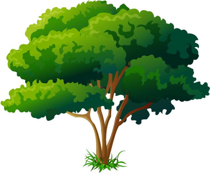 Arbre Png Clipart (800x791), Png Download
