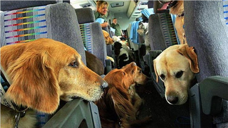 Dogs On A Plane Clipart (770x770), Png Download