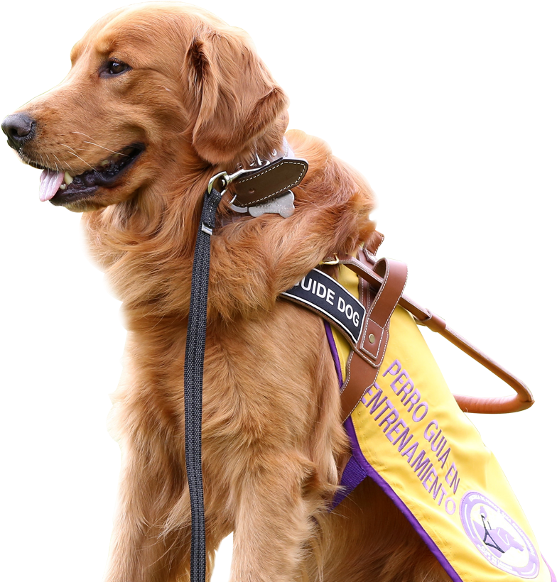 Postal De Max, Nuestro Querido Perro Guía En Entrenamiento - Dog Catches Something Clipart (1000x824), Png Download