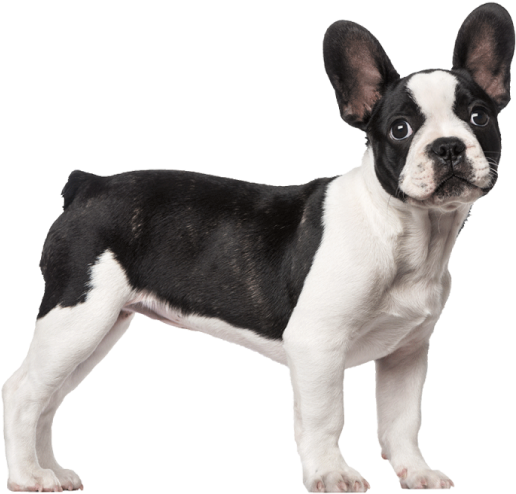 Perro Chico - French Bulldog 3 Months Old Clipart (745x800), Png Download