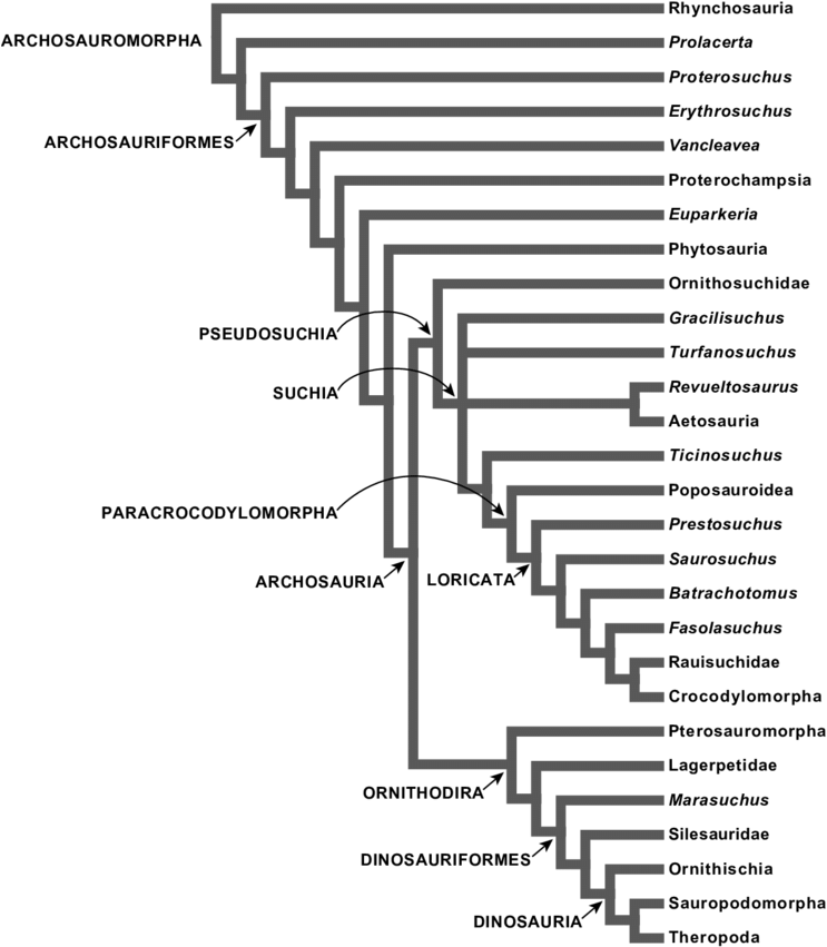 Arbre Phylogénétique Des Archosauromorphes Mettant - Ants Worker Soldier Queen Clipart (850x897), Png Download