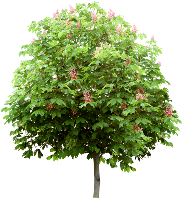 Arbre - Shoot Clipart (600x655), Png Download