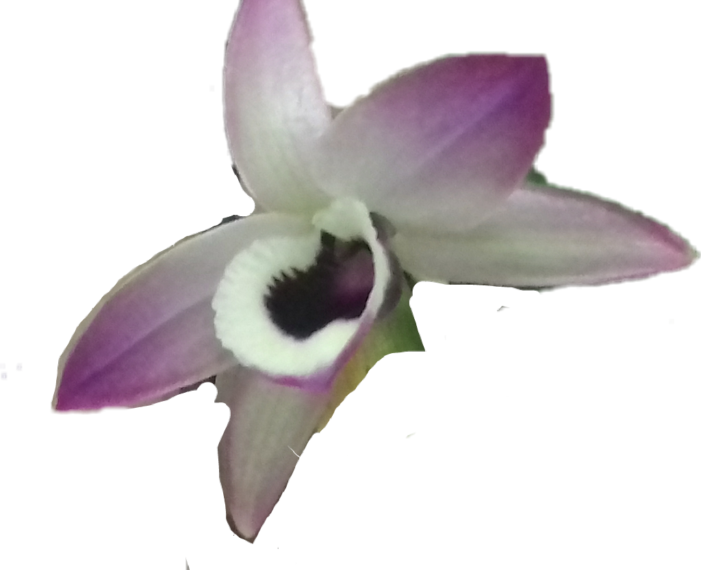 Orquidea Sticker - Cattleya Clipart (1024x833), Png Download