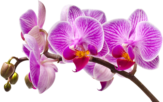 Imagem De Orquideas Em Png Clipart (1170x350), Png Download