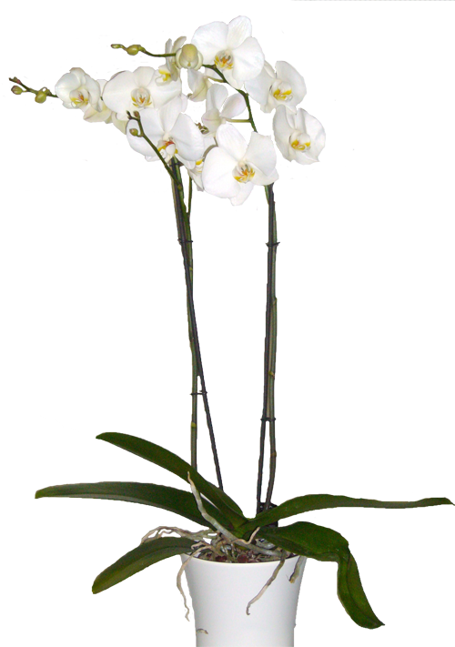 Orquídea Branca - - Orquidea Png Transparencia Clipart (500x711), Png Download