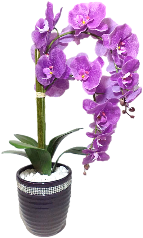 Orquidea Lilas Png - Mensagem De Aniversario Eliane Clipart (600x800), Png Download