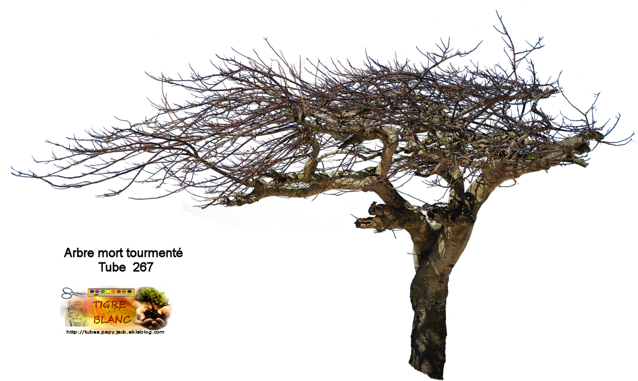 Arbres - Tube Png Arbre Hiver Clipart (1286x783), Png Download