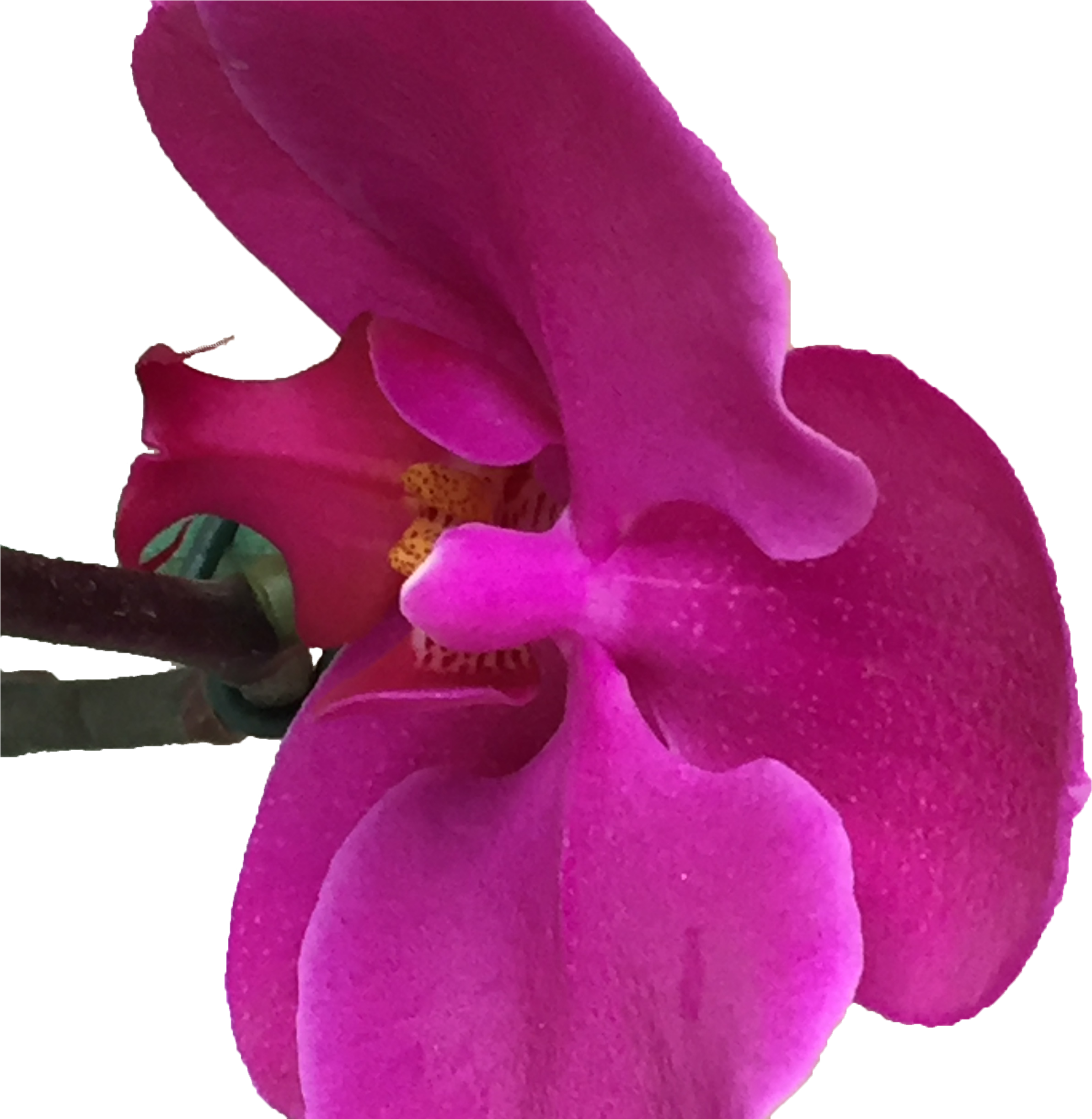 Orquídeas Finas - Moth Orchid Clipart (2448x2448), Png Download