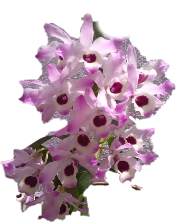 #orquidea - Artificial Flower Clipart (631x743), Png Download