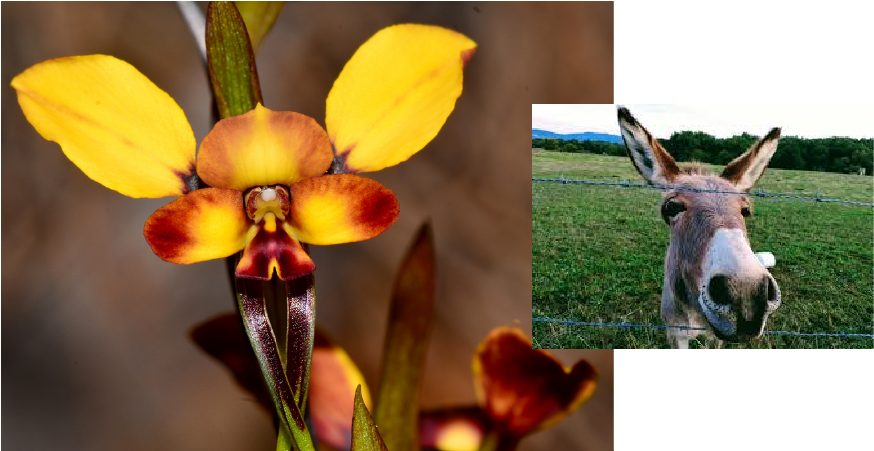 Diuris Porrifolius La Orquídea Burro - Cattleya Clipart (900x450), Png Download