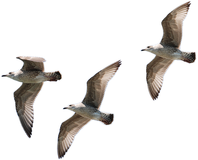 Gaviotas Png - Bird Flying No Background Clipart (960x642), Png Download