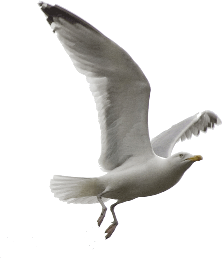 Esta Imagen De Gaviota En Vuelo Es De Evelevesey - Flying Seagull Png Clipart (826x967), Png Download