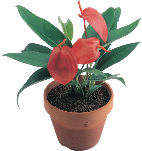 Download High Resolution Png - Flowerpot Clipart (866x650), Png Download