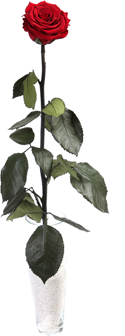 Garden Roses Clipart (1320x1320), Png Download