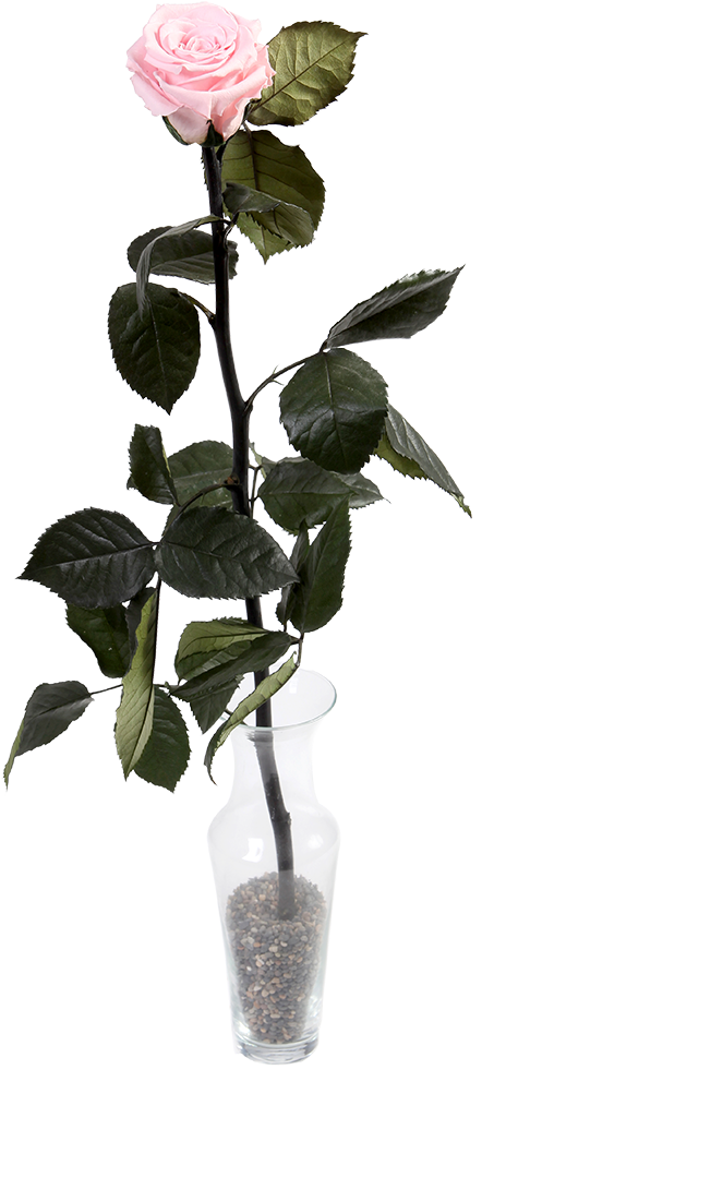 Rosa Rosada En Florero Clipart (1320x1320), Png Download