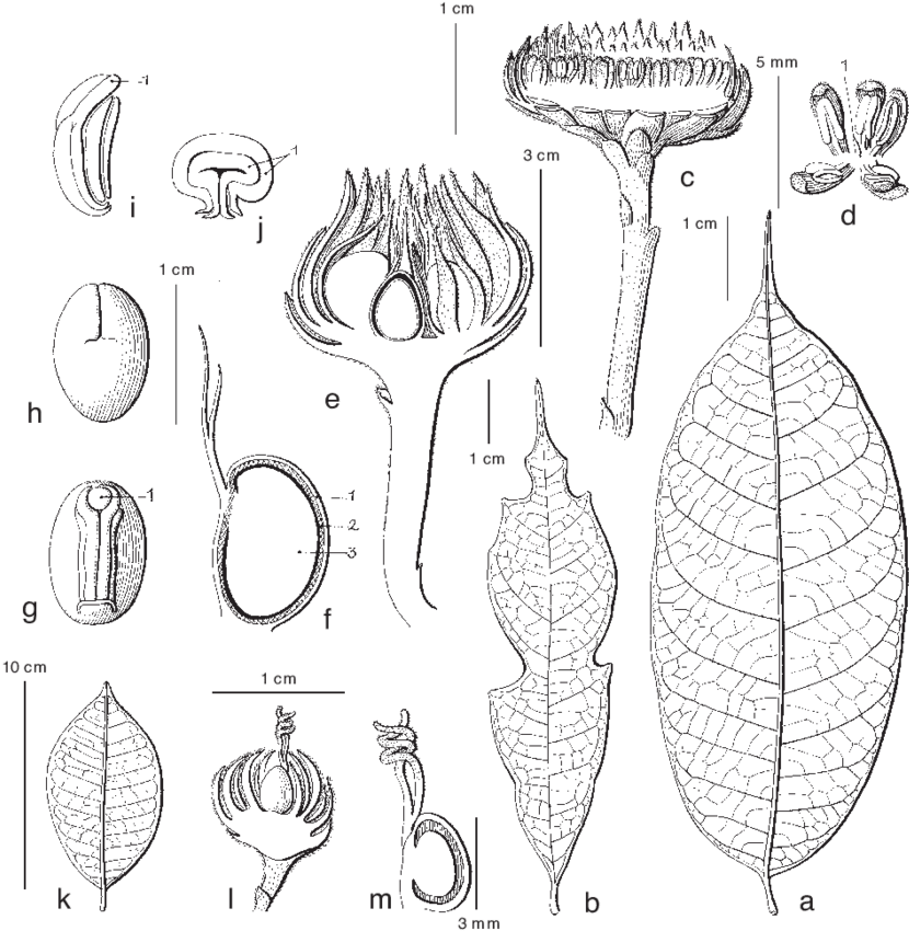A J - Line Art Clipart (850x875), Png Download