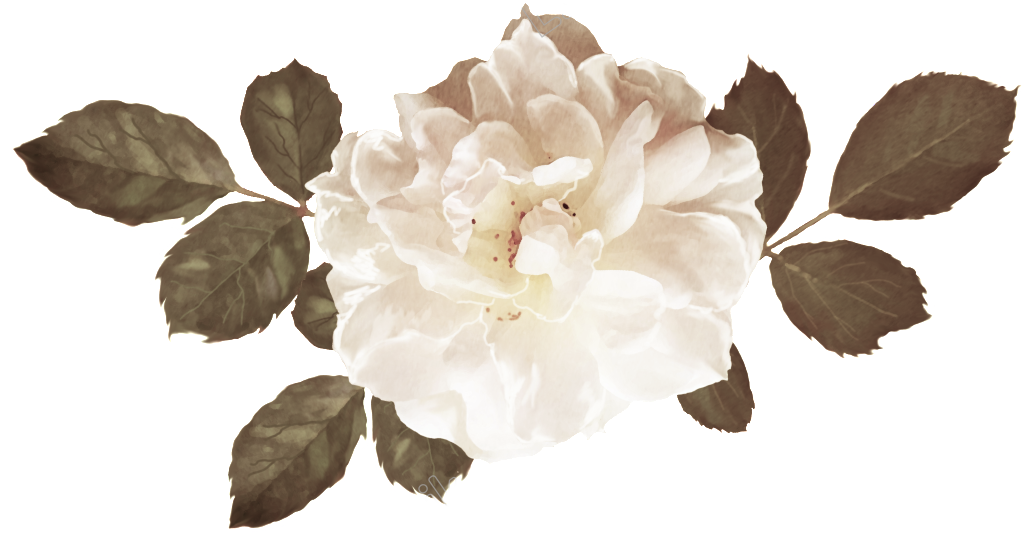 Bouquet Vector Spring - Garden Roses Clipart (1024x552), Png Download